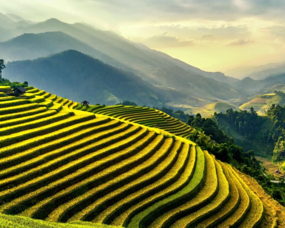 Mountain Fields